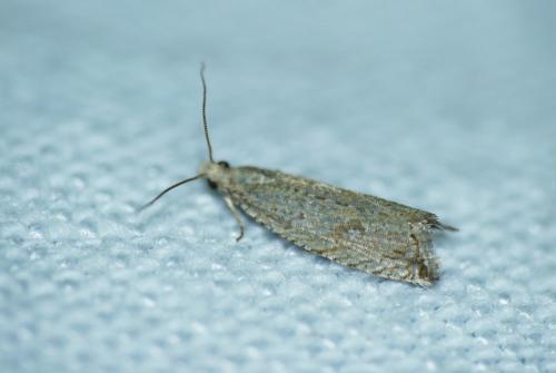 Bactra lancealana